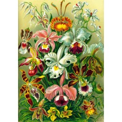 Ernst Haeckel Orchid Puzzle (1000 pieces)