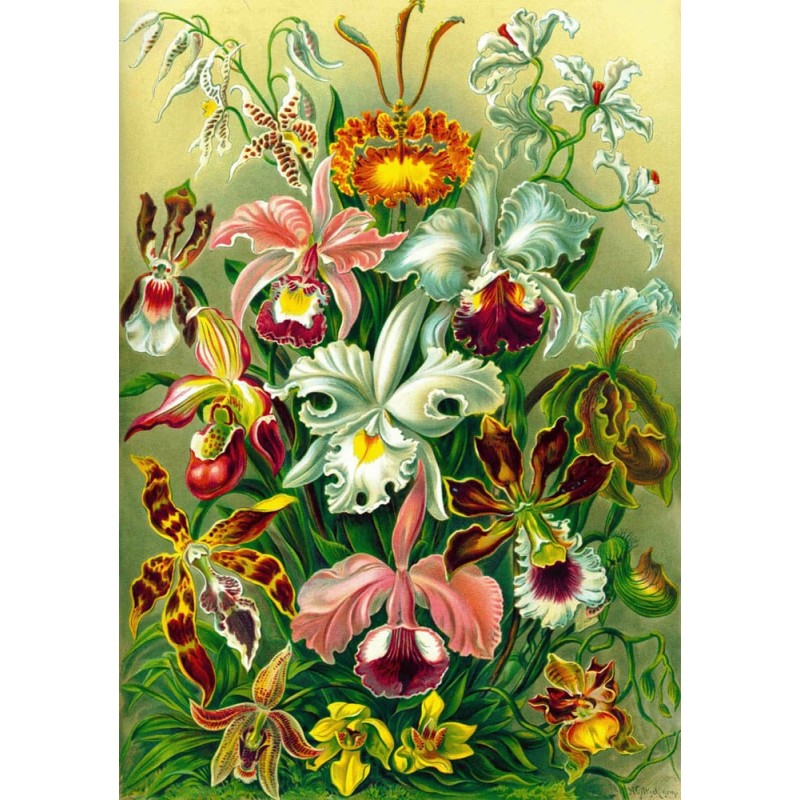 Ernst Haeckel Orchid Puzzle (1000 pieces) | 5908305247531