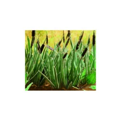 Ziterdes - Reed, 16 plants