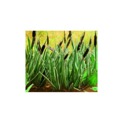 Ziterdes - Riet, 16 planten