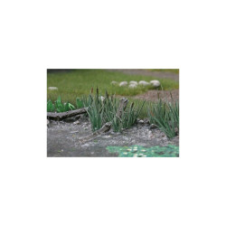 Ziterdes - Riet, 16 planten