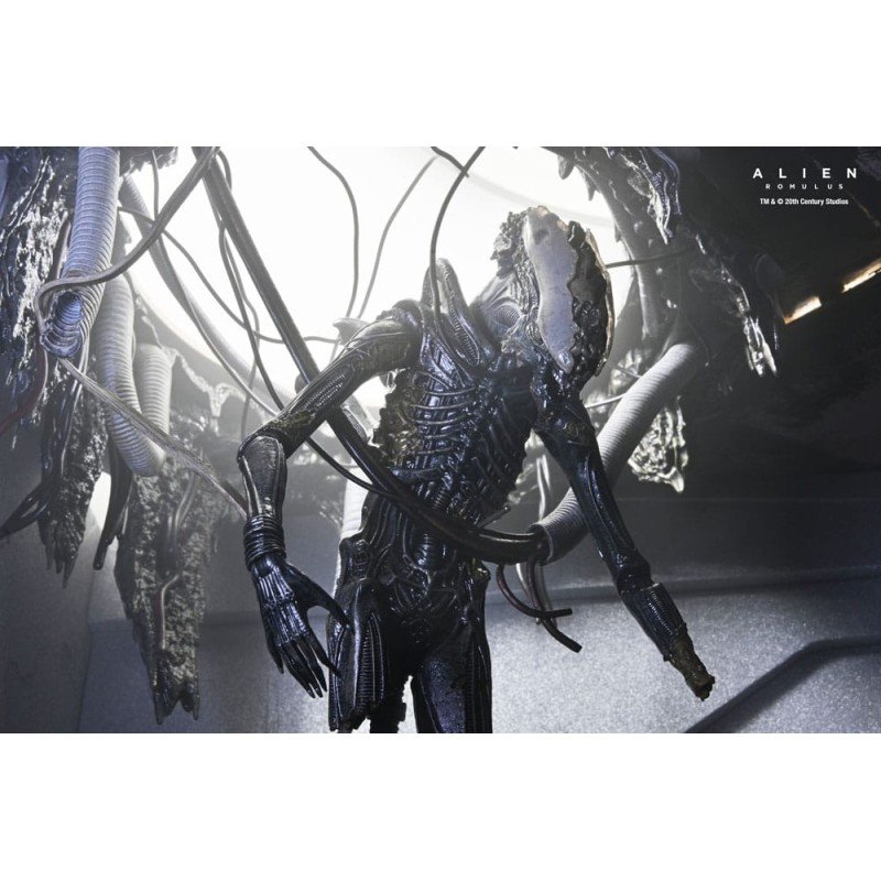 Alien: Romulus figurine Deluxe Suspended Lab Xenomorph XX121 18 cm | 0634482517437