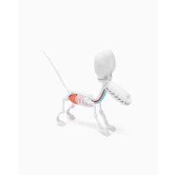 Funny Anatomy Honey Edition Balloon Dog Statue | 0658215278785