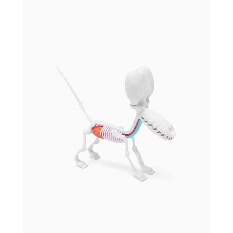 Funny Anatomy Honey Edition Balloon Dog Statue | 0658215278785