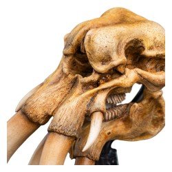 Le Seigneur des Anneaux statuette Skull of a Mumak 15 cm | 9420024746912