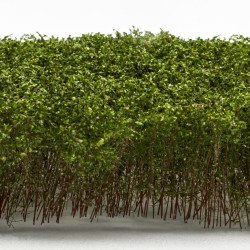 Green Stuff World - Bush Tufts Heute - Vert clair