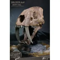 Wonders of the Wild Series statuette Smilodon Skull Fossil 22 cm | 4897057885409