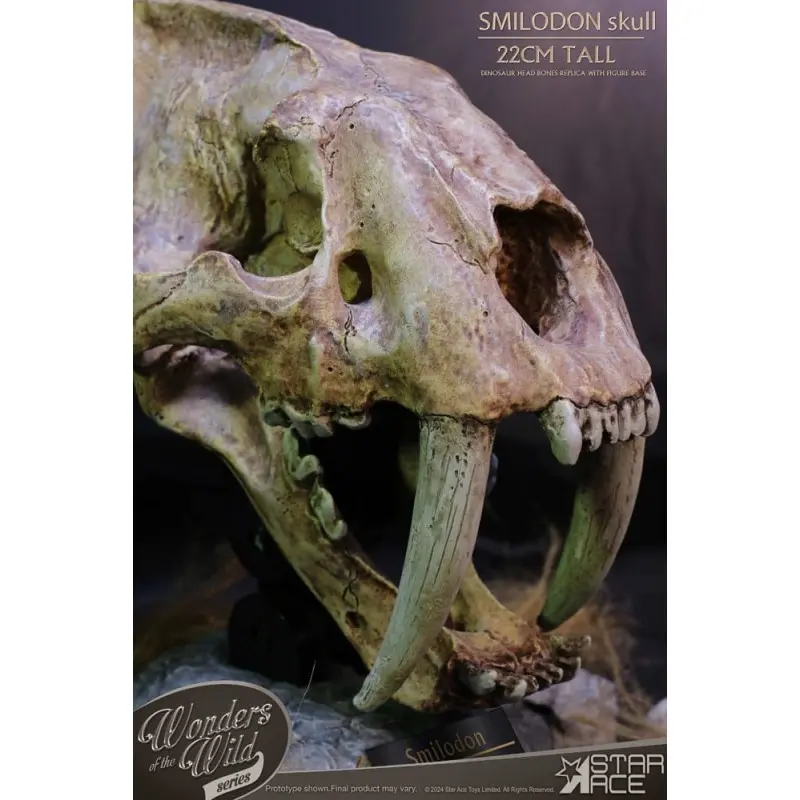 Wonders of the Wild Series statuette Smilodon Skull Fossil 22 cm | 4897057885409